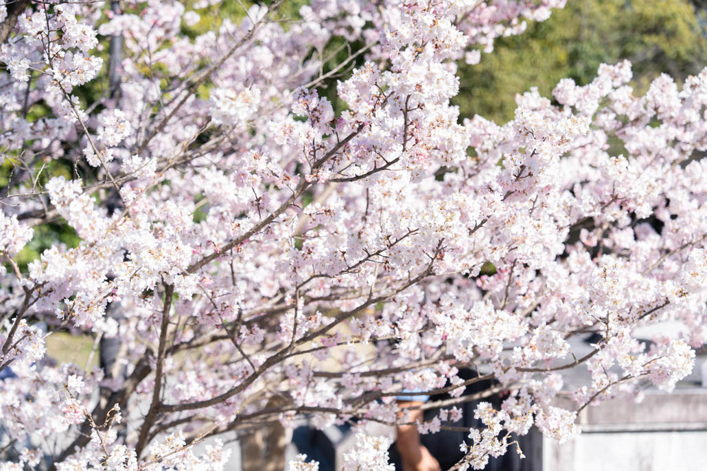 よりみち公園の「春めき（足柄桜）」の画像２