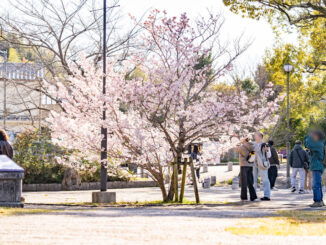 よりみち公園の「春めき（足柄桜）」の画像