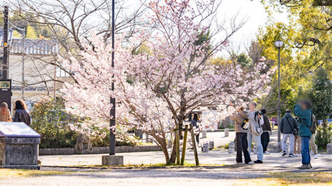 よりみち公園の「春めき（足柄桜）」の画像