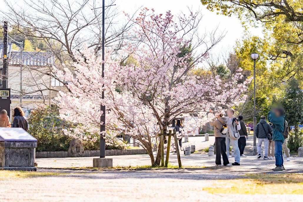 よりみち公園の「春めき（足柄桜）」の画像