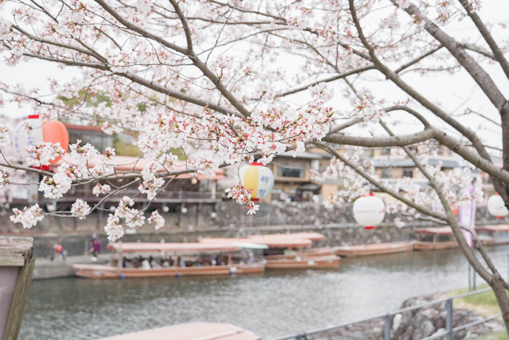 「第５０回 宇治川さくらまつり」の画像２