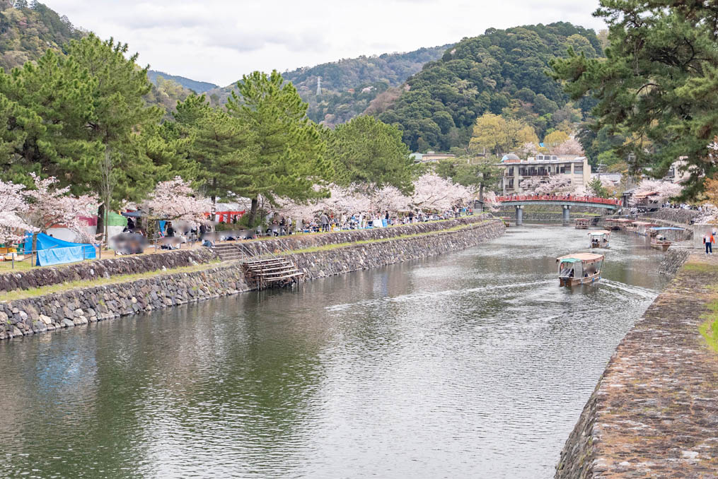 「第５０回 宇治川さくらまつり」の画像５