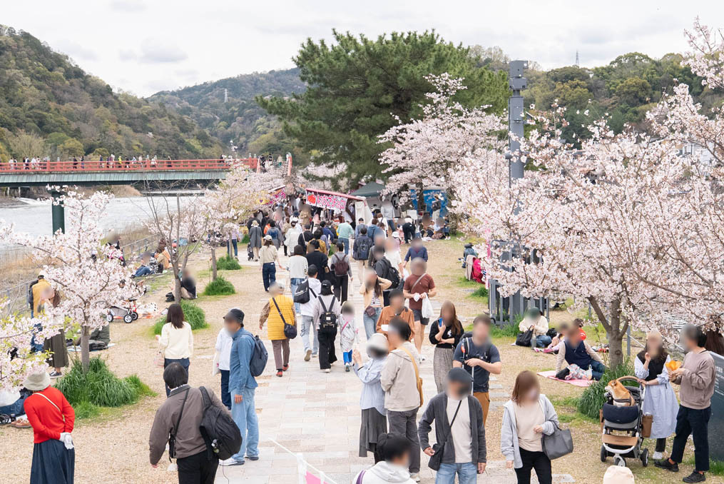 「第５０回 宇治川さくらまつり」の画像３