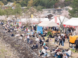 「第５０回 宇治川さくらまつり」の画像１