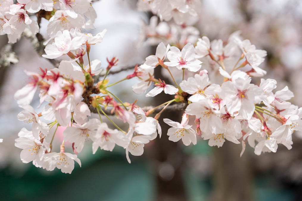 「第５０回 宇治川さくらまつり」の画像４