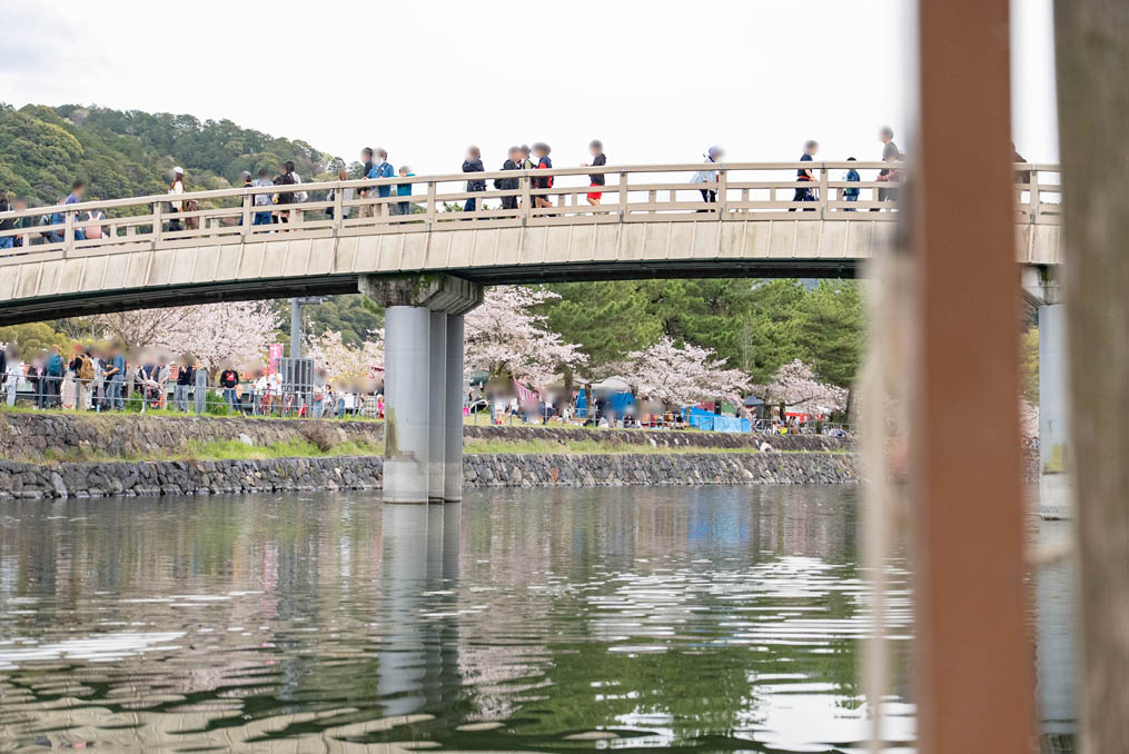 「第５０回 宇治川さくらまつり」の画像６