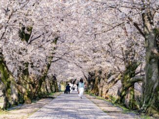 背割堤の画像４