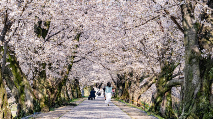 背割堤の画像４