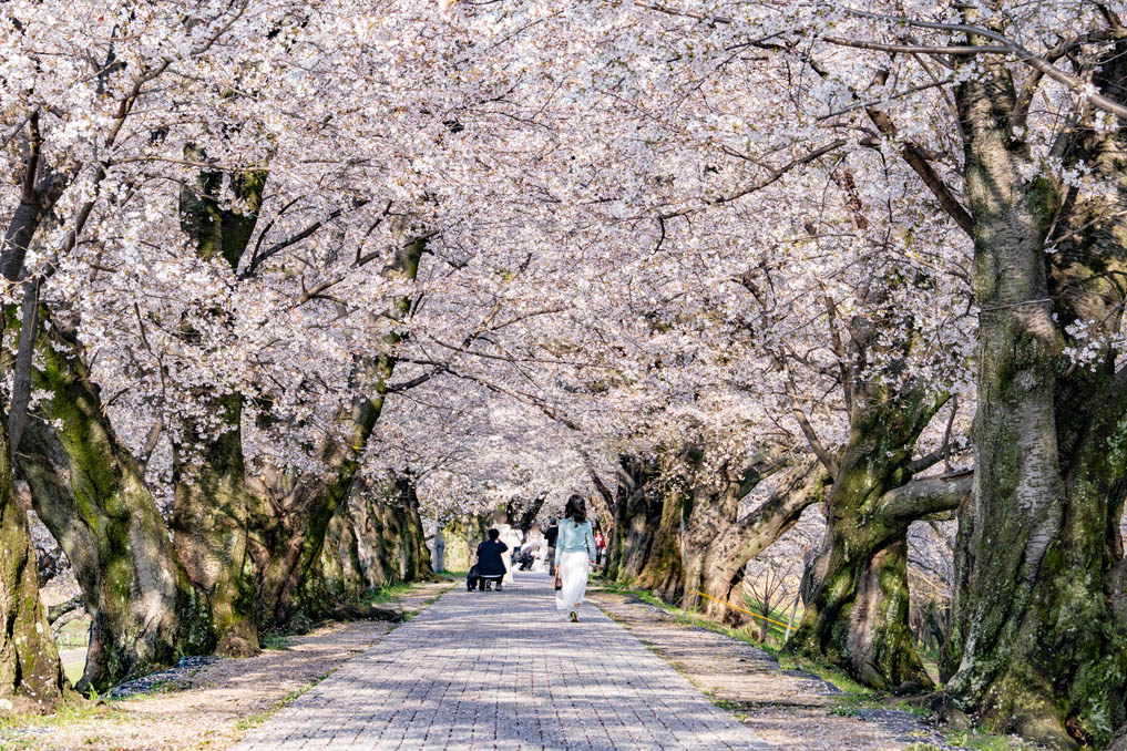 背割堤の画像１