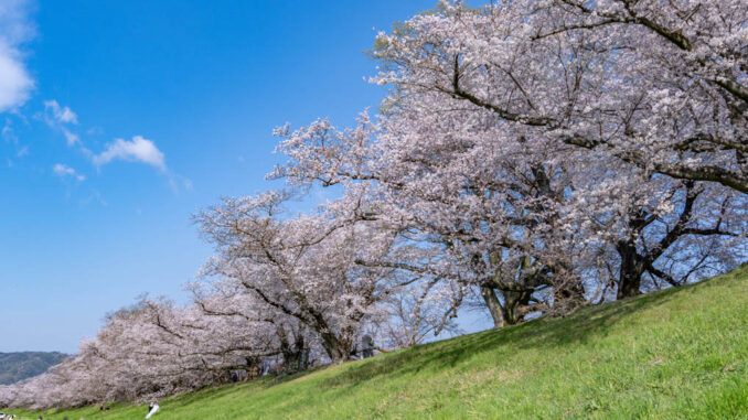 背割堤の画像３