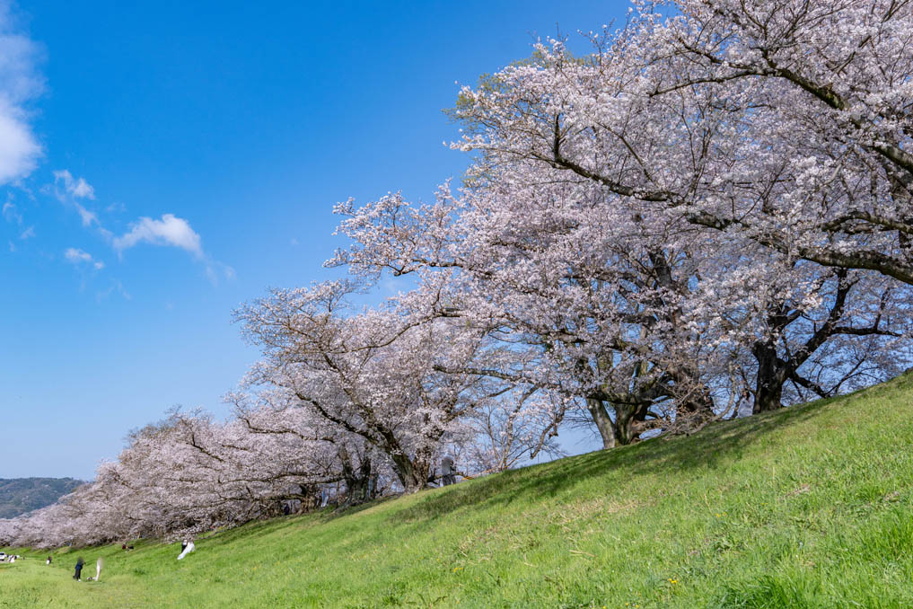 背割堤の画像３