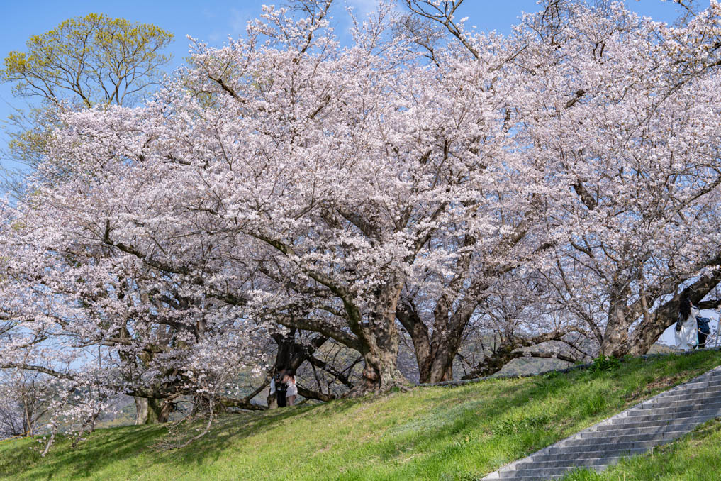 背割堤の画像３