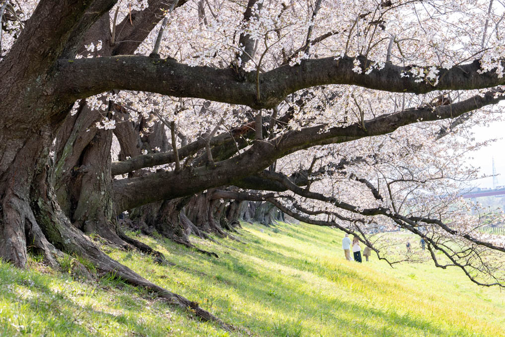 背割堤の画像５