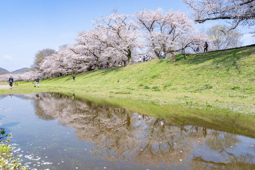 背割堤の画像６