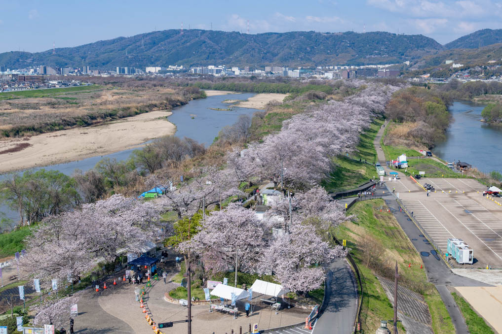 背割堤の画像２