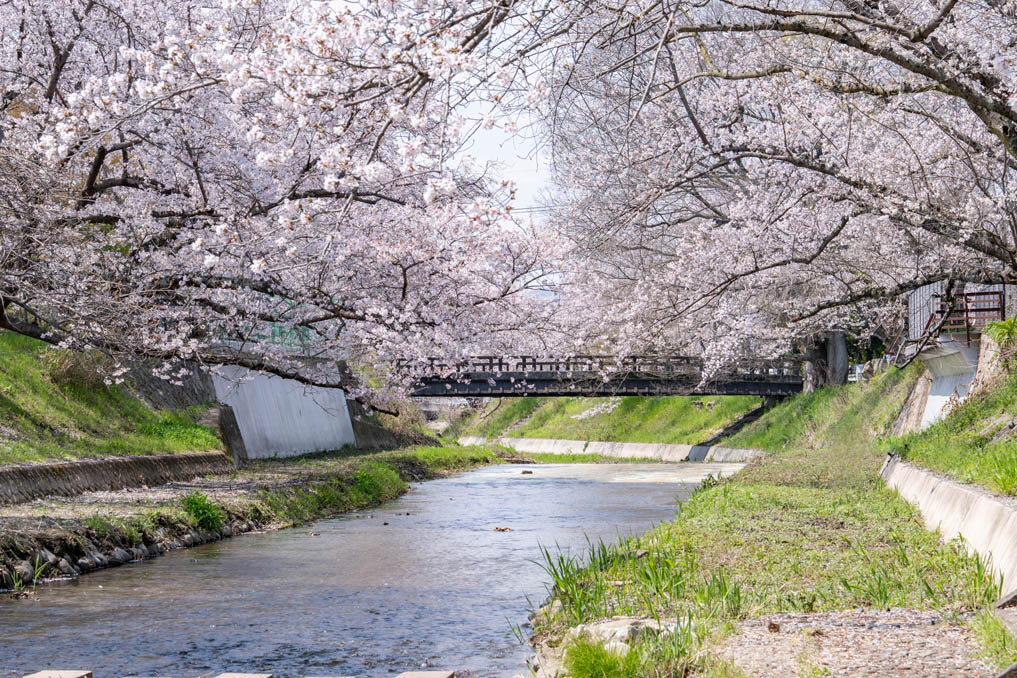 玉川の桜並木の画像