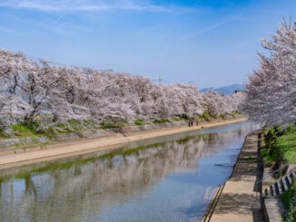 前川堤の桜並木の画像