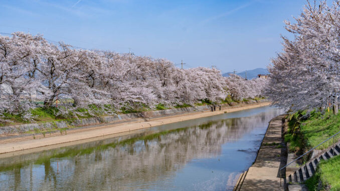 前川堤の桜並木の画像