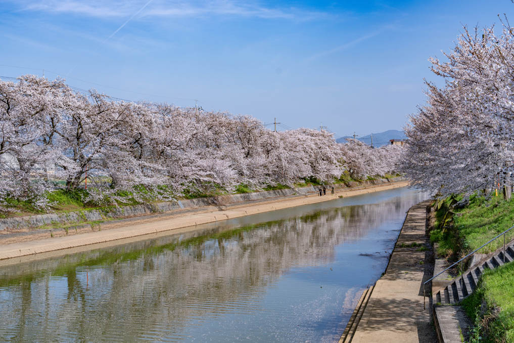 前川堤の桜並木の画像