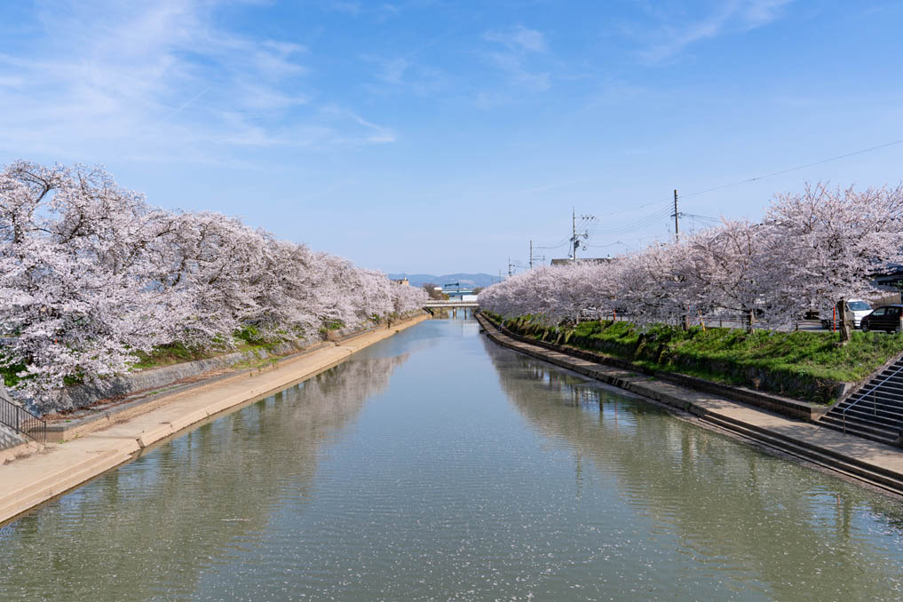 前川堤の桜並木の画像２