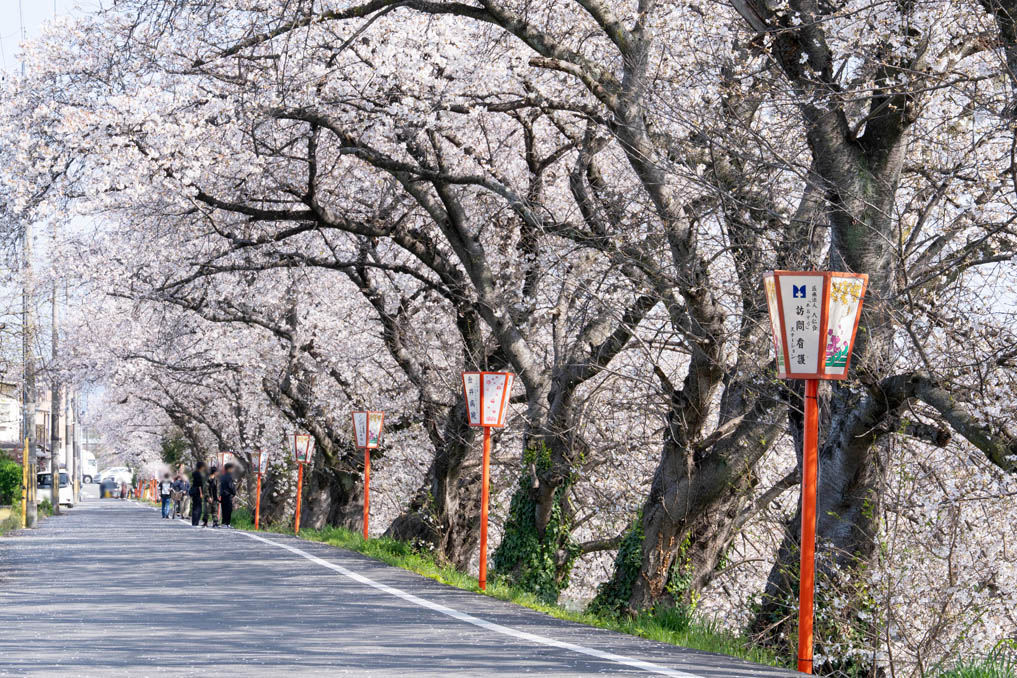 前川堤の桜並木の画像３
