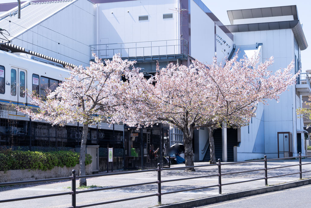 JR宇治駅前の桜画像
