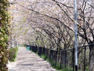 立命館宇治高校の近くの桜画像１