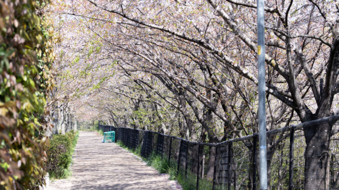 立命館宇治高校の近くの桜画像１