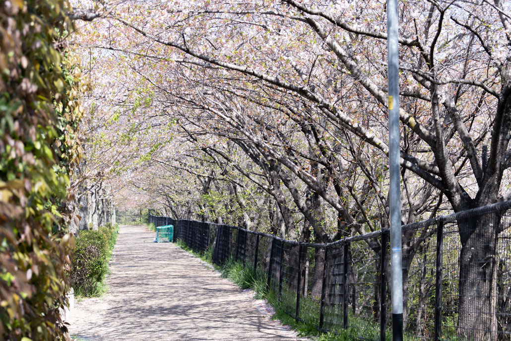 立命館宇治高校の近くの桜画像１