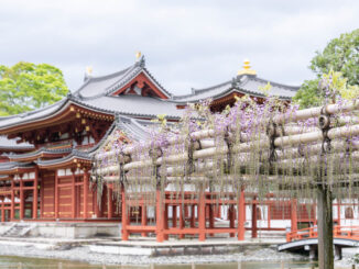 世界遺産「平等院」の藤の花画像１