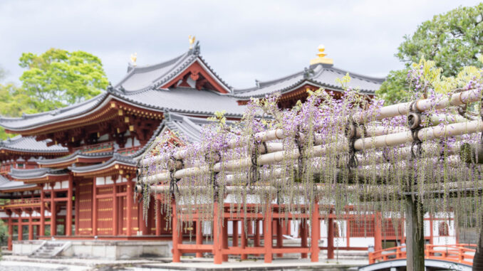 世界遺産「平等院」の藤の花画像１