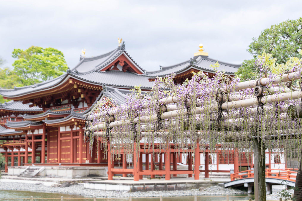 世界遺産「平等院」の藤の花画像１