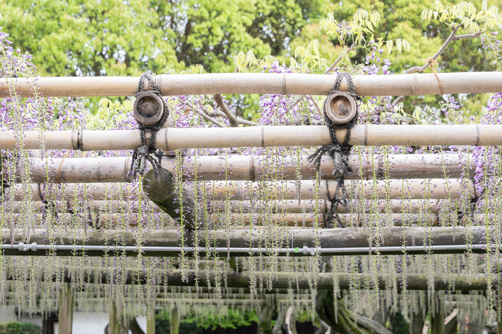 世界遺産「平等院」の藤の花画像３