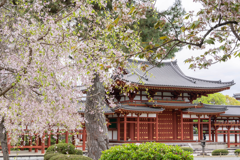 世界遺産「平等院」　画像２