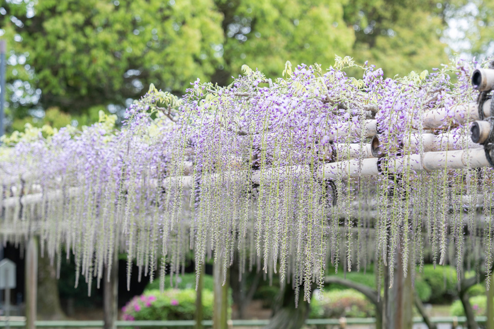 世界遺産「平等院」の藤の花画像２