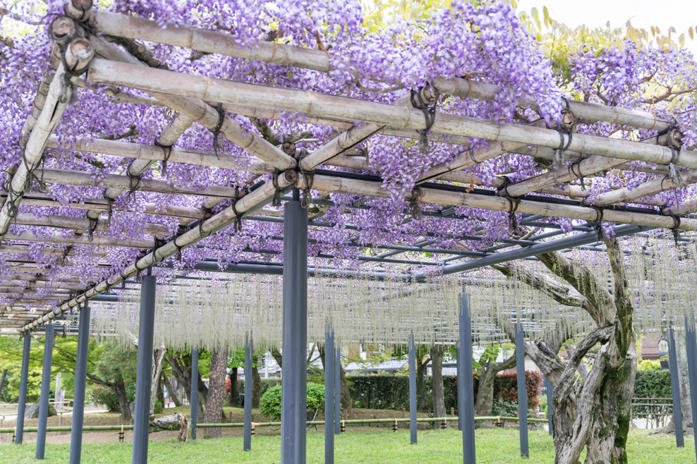 世界遺産「平等院」　画像３