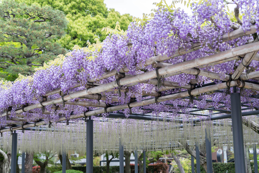 世界遺産「平等院」　画像４