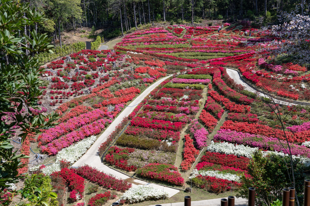三室戸寺の久留米つつじ園の画像１