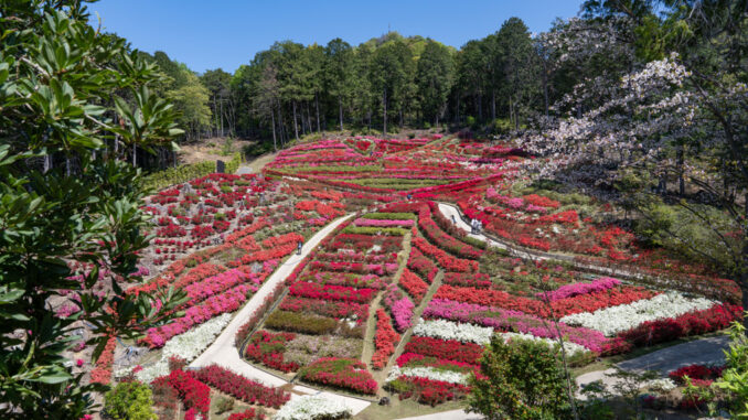 三室戸寺の久留米つつじ園の画像２