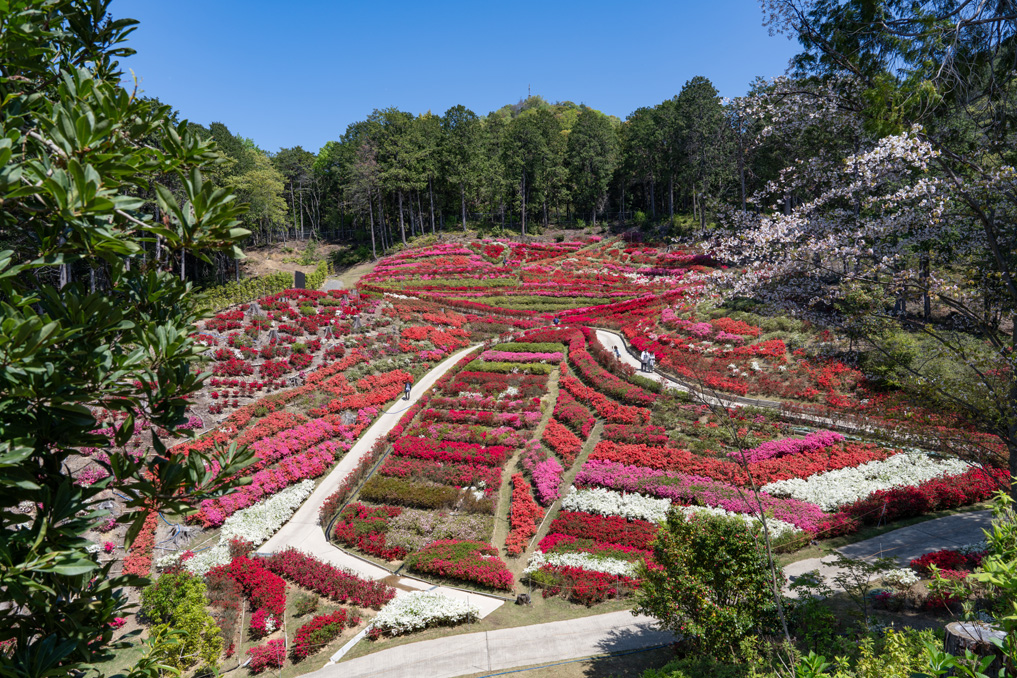 三室戸寺の久留米つつじ園の画像２