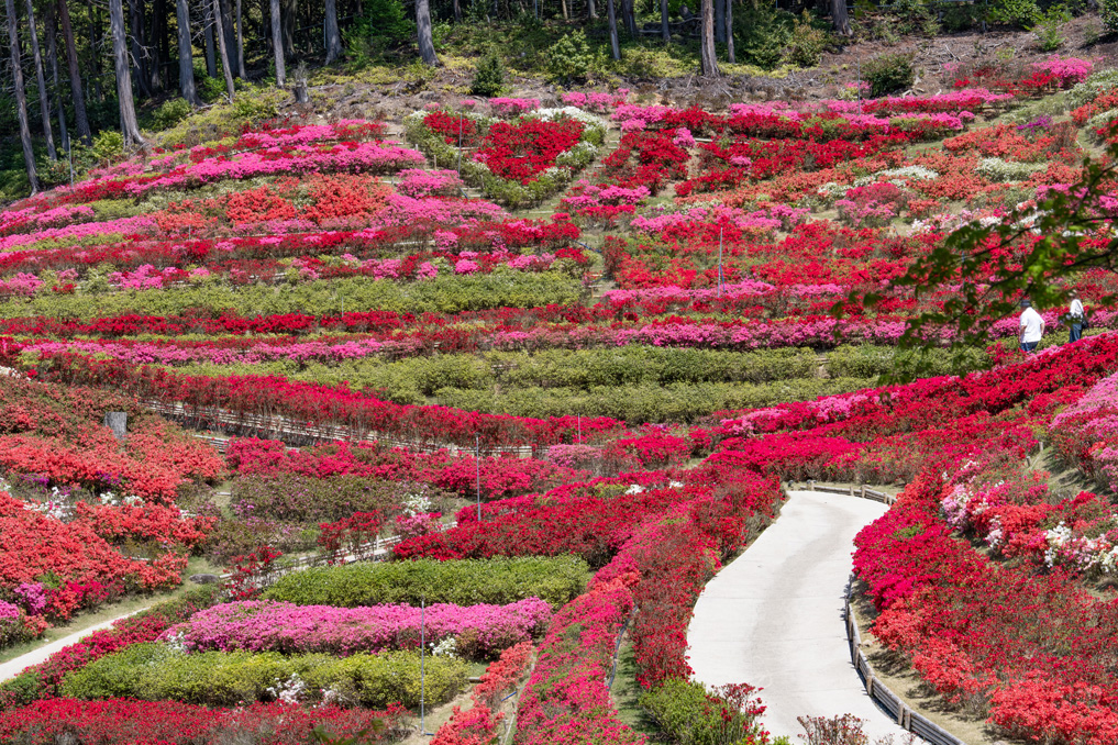 三室戸寺の久留米つつじ園の画像４