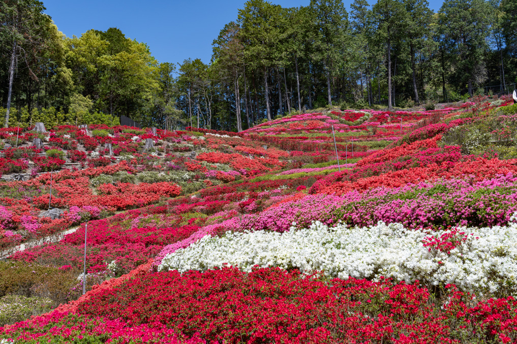 三室戸寺の久留米つつじ園の画像２