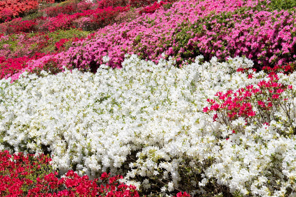 三室戸寺の久留米つつじ園の画像３