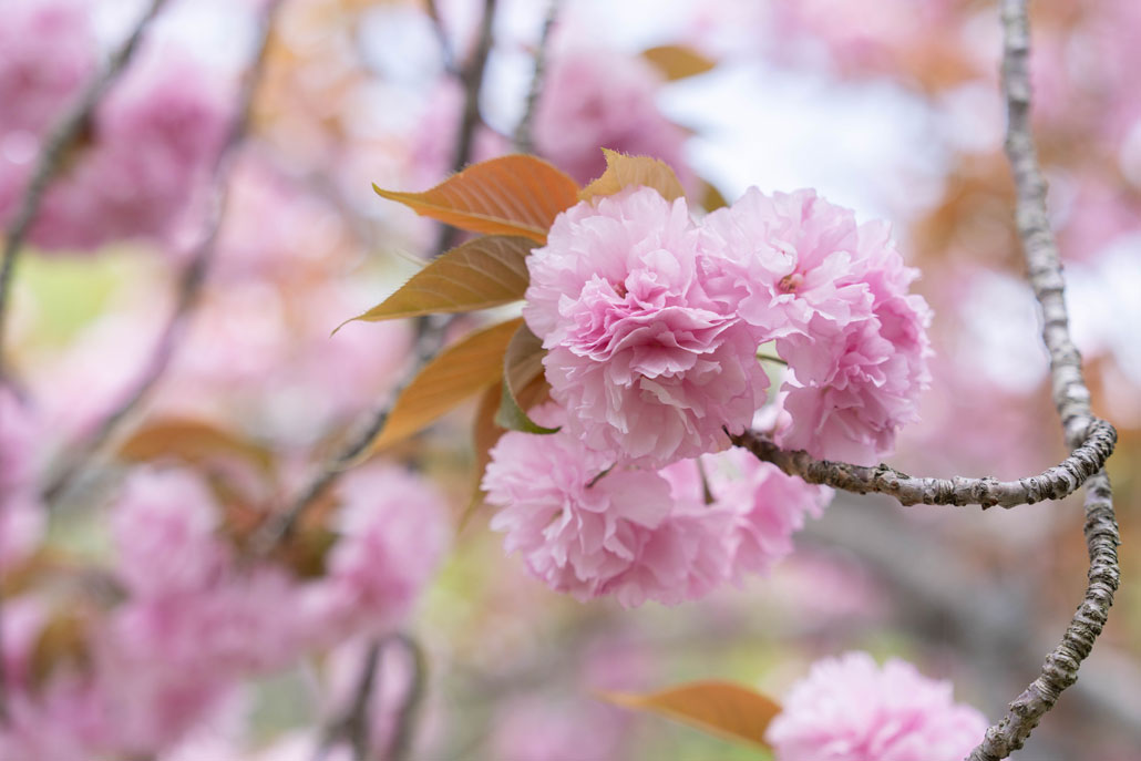 南山城村農林産物直売所の「さくらまつり」の画像３