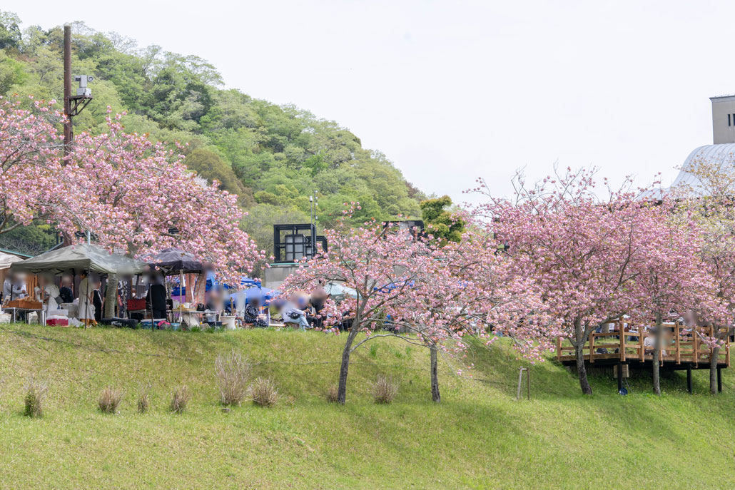 南山城村農林産物直売所の「さくらまつり」の画像２