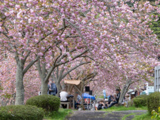 南山城村農林産物直売所の「さくらまつり」の画像１