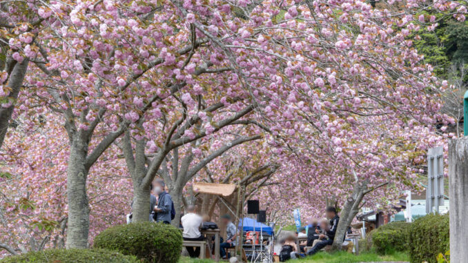 南山城村農林産物直売所の「さくらまつり」の画像１