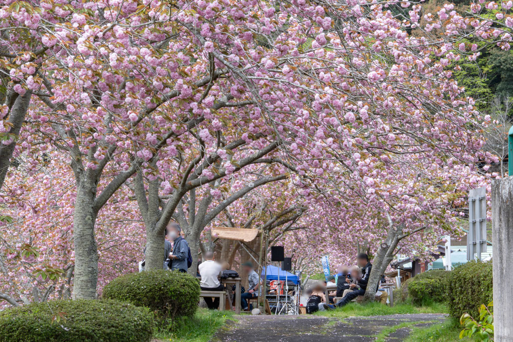 南山城村農林産物直売所の「さくらまつり」の画像１