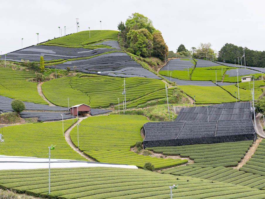 石寺の茶畑の画像