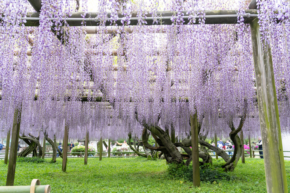 平等院の藤棚の画像